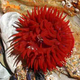 Illustration for article titled The beadlet anemone has a personality and makes complex decisions...all without a brain